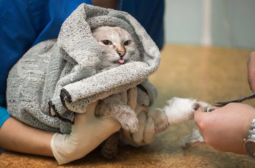 Comment soigner le coryza du chat sans vétérinaire - Zoomaniaque